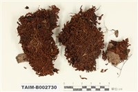 藏品(木靈苔科)的圖片